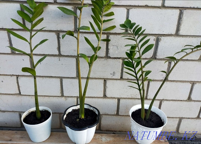 Zamioculcas for sale large 3500, small 1500 Нура - photo 4