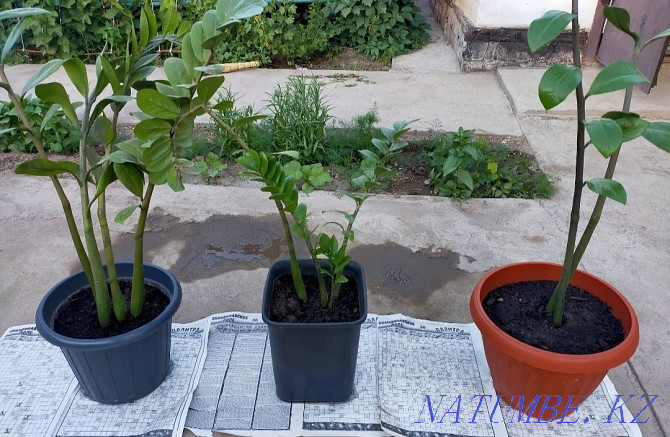 Zamioculcas for sale large 3500, small 1500 Нура - photo 3