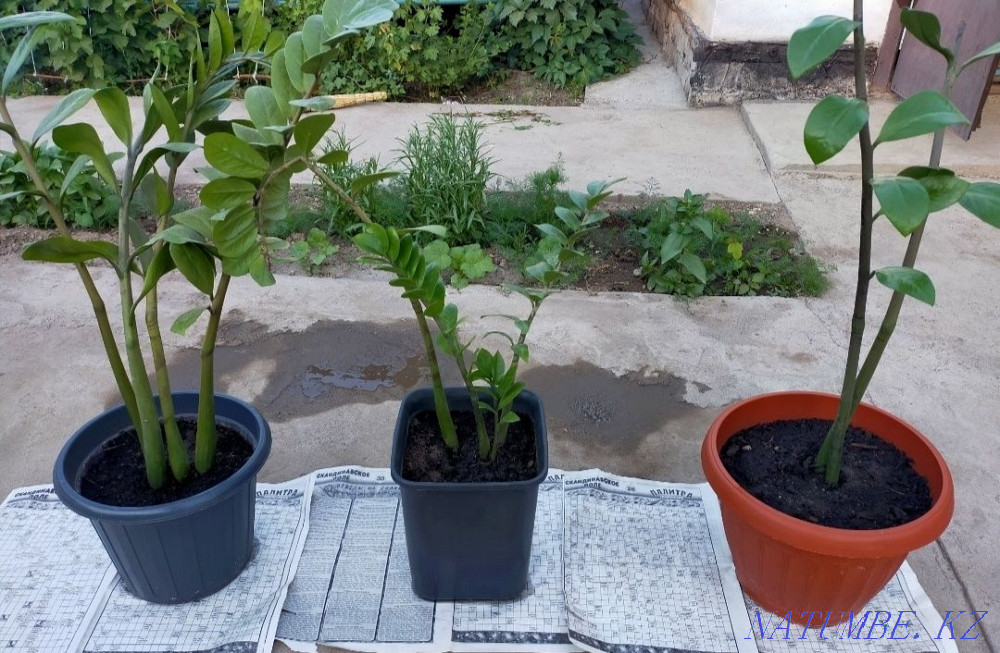 Замиокулка сатылады үлкен 3500, кішкентай 1500 Нура - изображение 3