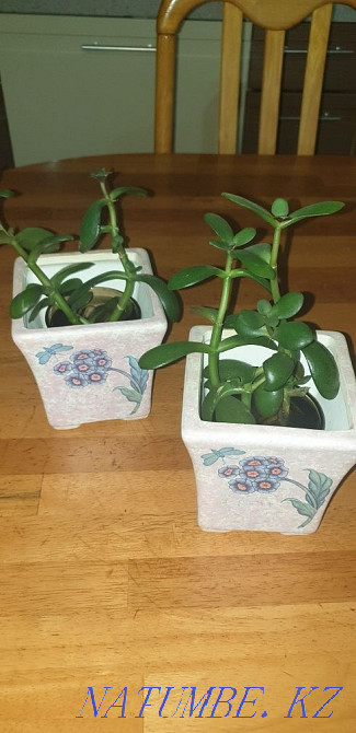 Money Tree Aqtau - photo 1