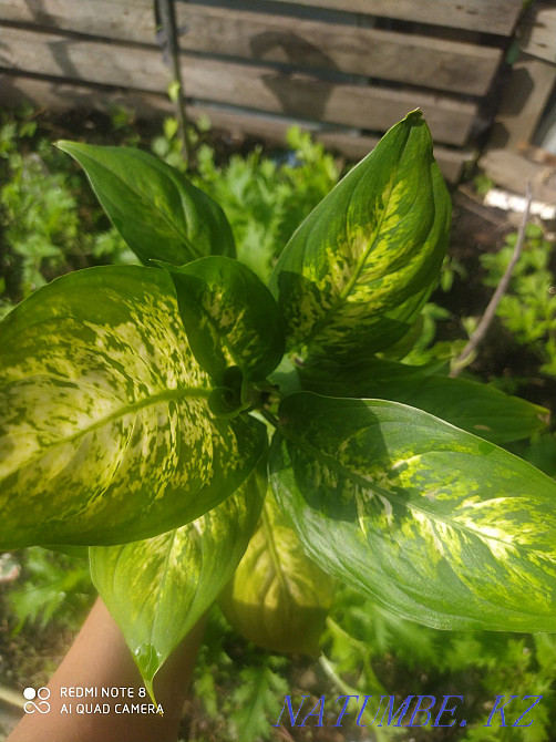 Almaty indoor flowers cyperus, dieffenbachia, New Guinean balsam Almaty - photo 5