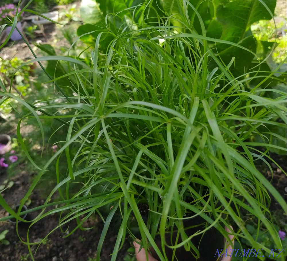 Almaty indoor flowers cyperus, dieffenbachia, New Guinean balsam Almaty - photo 3