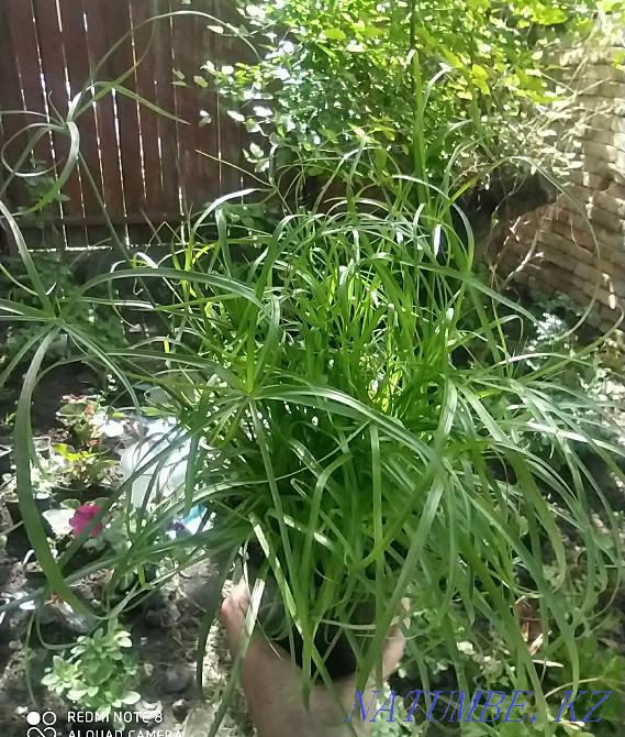 Almaty indoor flowers cyperus, dieffenbachia, New Guinean balsam Almaty - photo 2