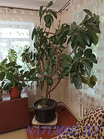 Ficus large, rubber Almaty - photo 1