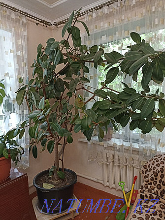 Ficus large, rubber Almaty - photo 2