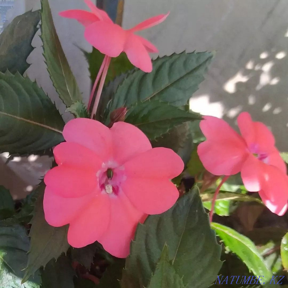 Almaty indoor flowers cyperus, dieffenbachia, New Guinean balsam Almaty - photo 1