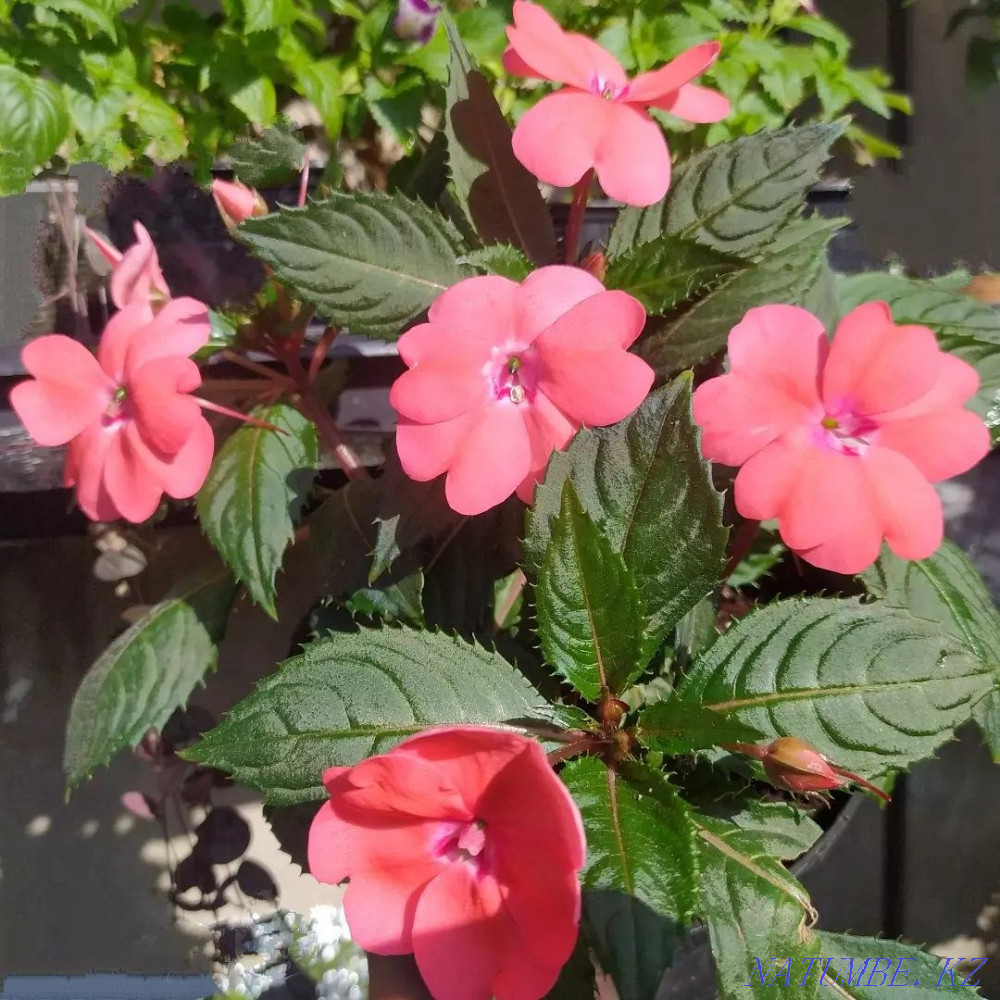 Almaty indoor flowers cyperus, dieffenbachia, New Guinean balsam Almaty - photo 6