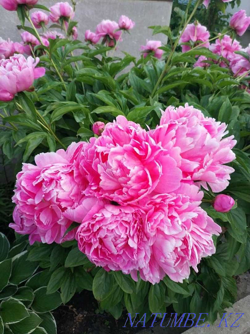 Flowers Peonies price 1000tg Astana - photo 1