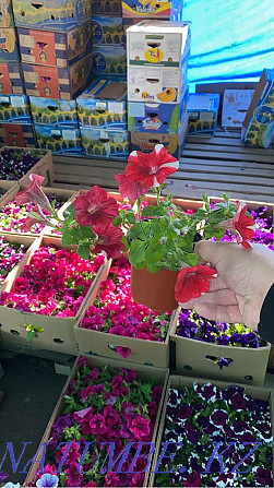 Petunia Flowers wholesale and retail petunia Almaty - photo 2