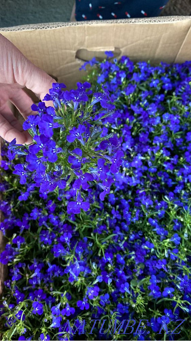 Petunia Flowers wholesale and retail petunia Almaty - photo 4