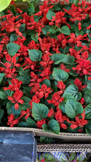 Petunia Flowers wholesale and retail petunia Almaty - photo 5