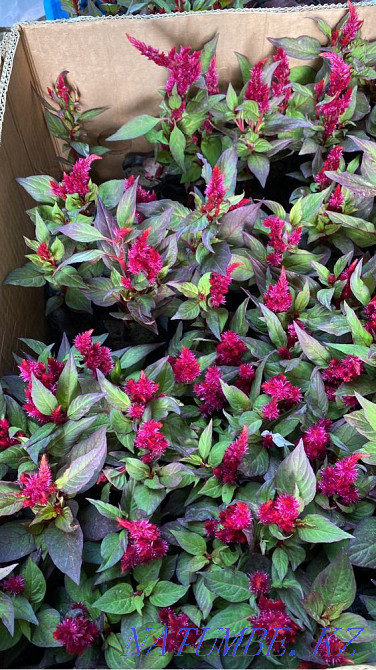 Petunia Flowers wholesale and retail petunia Almaty - photo 3