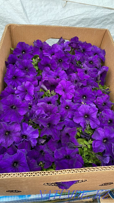 Petunia Flowers wholesale and retail petunia Almaty - photo 7