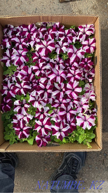 Petunia Flowers wholesale and retail petunia Almaty - photo 8
