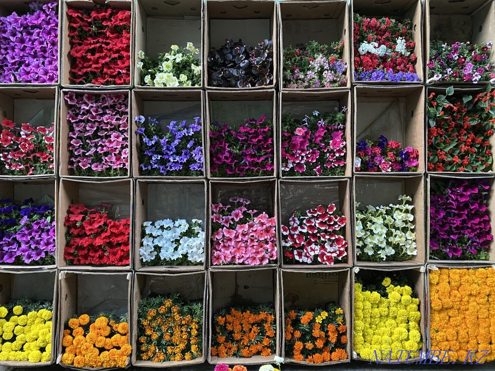 Petunia Flowers wholesale and retail petunia Almaty - photo 1