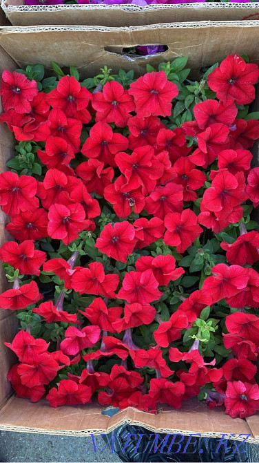 Petunia Flowers wholesale and retail petunia Almaty - photo 6