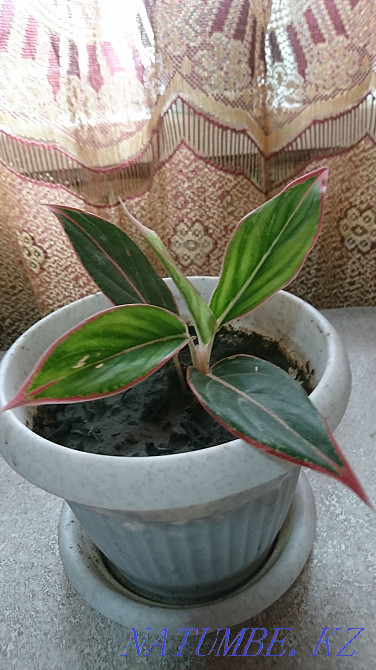 Сұлулық Aglonema Tayvori  Талдықорған - изображение 1