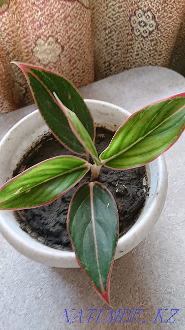 Сұлулық Aglonema Tayvori  Талдықорған - изображение 5