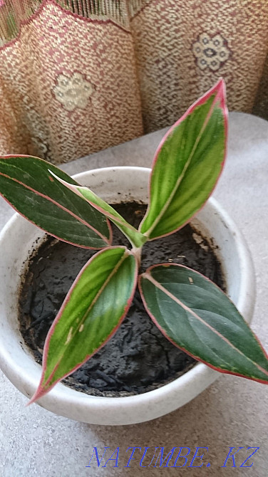 Сұлулық Aglonema Tayvori  Талдықорған - изображение 3