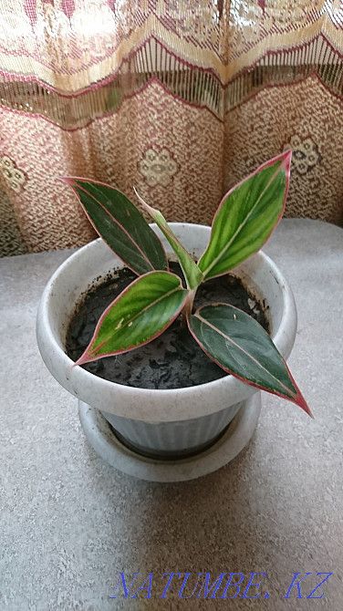 Сұлулық Aglonema Tayvori  Талдықорған - изображение 2