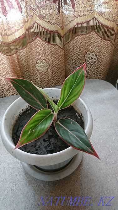 Сұлулық Aglonema Tayvori  Талдықорған - изображение 4