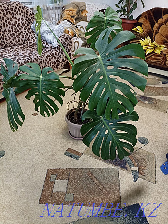 Monstera, height about 1 meter, 2 pcs Almaty - photo 1