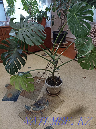 Monstera, height about 1 meter, 2 pcs Almaty - photo 2