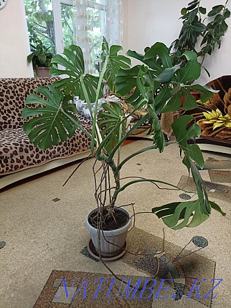 Monstera, height about 1 meter, 2 pcs Almaty - photo 3