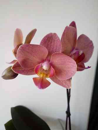 Домашняя орхидея Ust-Kamenogorsk