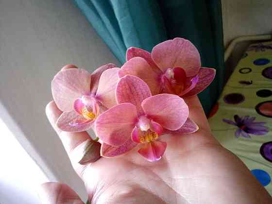 Домашняя орхидея Ust-Kamenogorsk