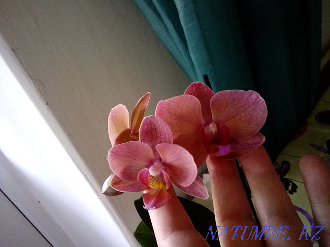 home orchid Ust-Kamenogorsk - photo 2