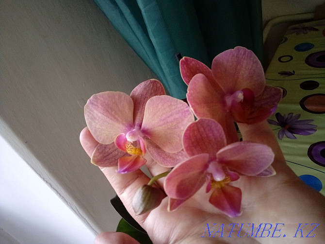 home orchid Ust-Kamenogorsk - photo 1