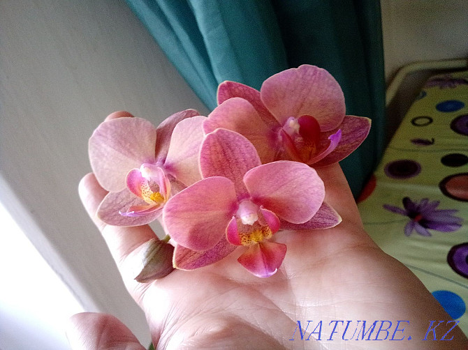 home orchid Ust-Kamenogorsk - photo 3