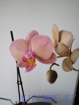 home orchid Ust-Kamenogorsk - photo 5