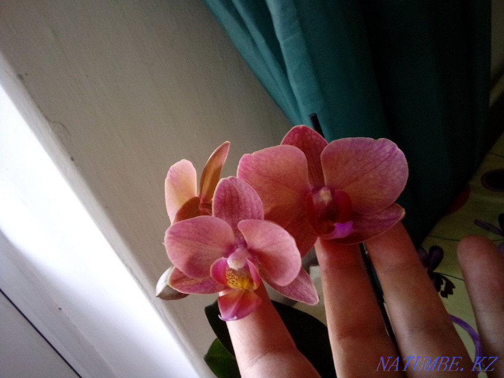 home orchid Ust-Kamenogorsk - photo 2
