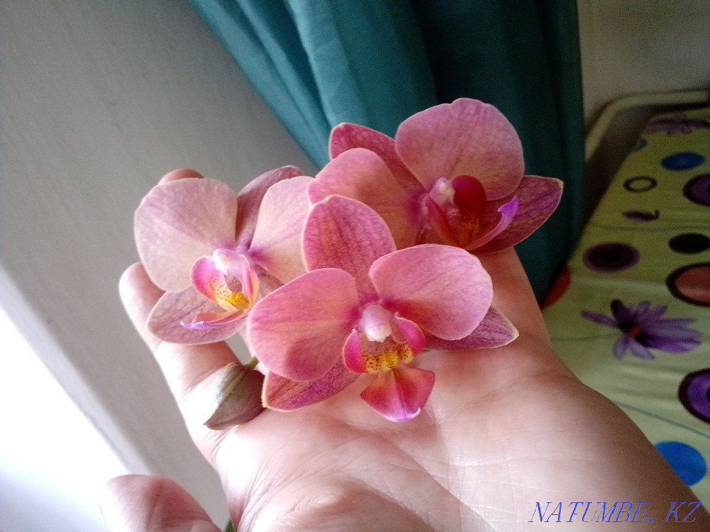 home orchid Ust-Kamenogorsk - photo 3