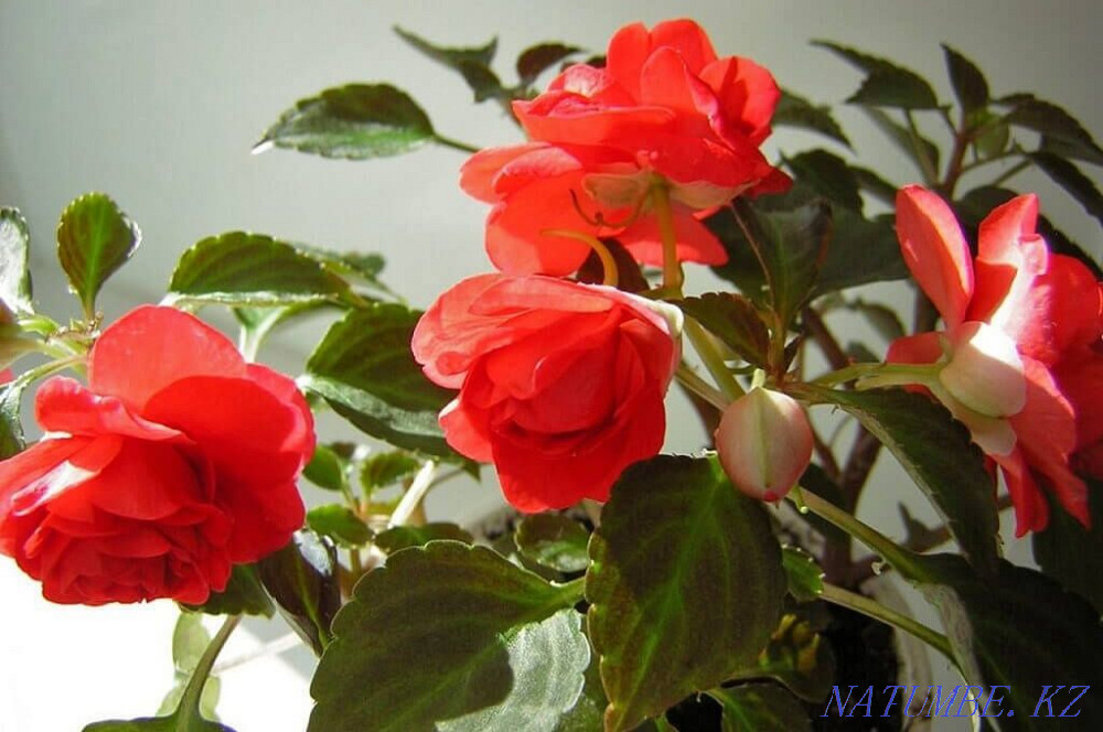 Бальзам сатамын  отбасы  - изображение 1