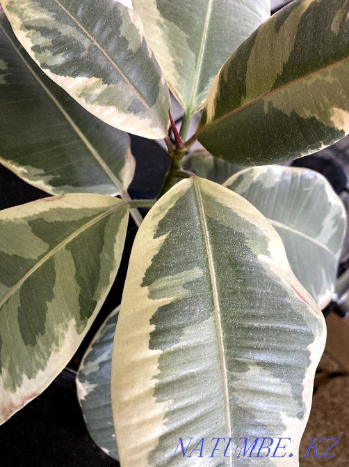 home flowers houseplants with a pot, guulder hum g?l cash Shymkent - photo 6