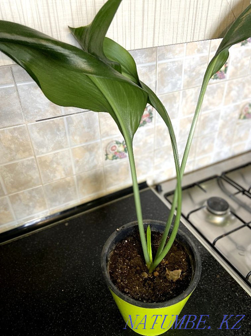 home flowers houseplants with a pot, guulder hum g?l cash Shymkent - photo 1