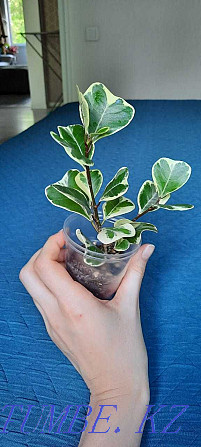 ficus triangularis  Өскемен - изображение 1