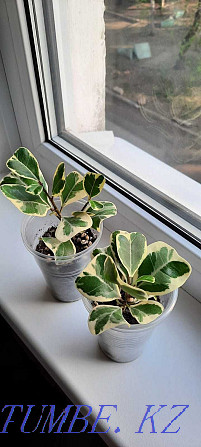 ficus triangularis  Өскемен - изображение 4