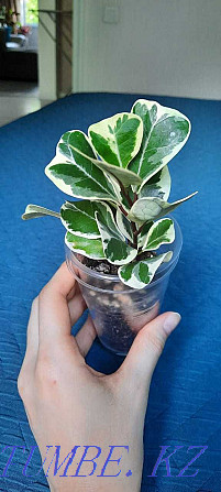 ficus triangularis  Өскемен - изображение 2