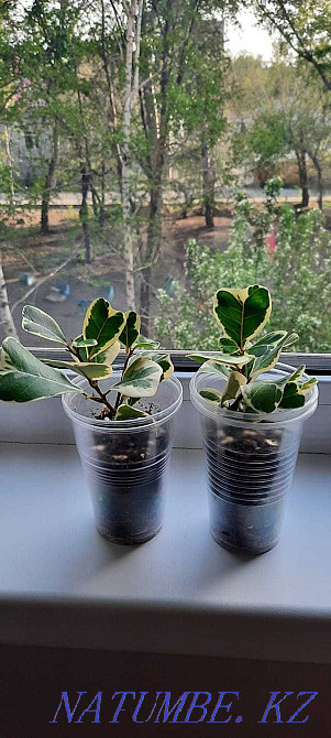 ficus triangularis Ust-Kamenogorsk - photo 3