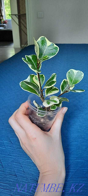 ficus triangularis Ust-Kamenogorsk - photo 1