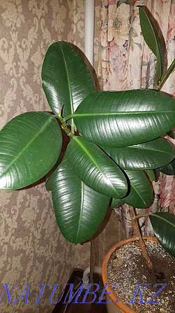 I will sell a large ficus in a good clay pot Almaty - photo 1