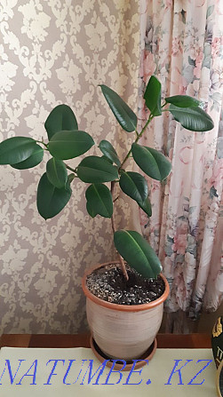 I will sell a large ficus in a good clay pot Almaty - photo 2