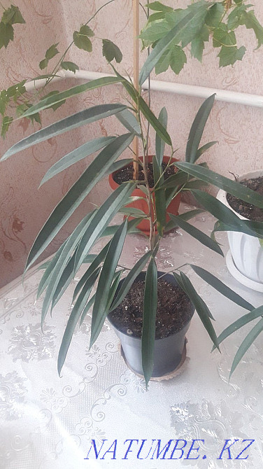 indoor plants for sale  - photo 1