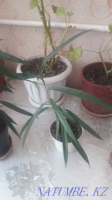 indoor plants for sale  - photo 2