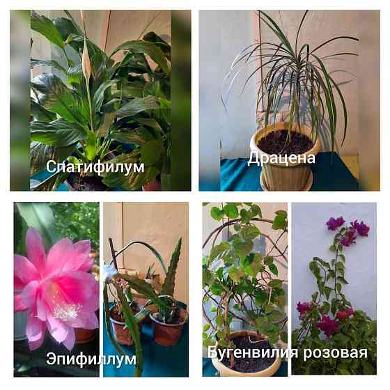 Распродажа цветов Almaty