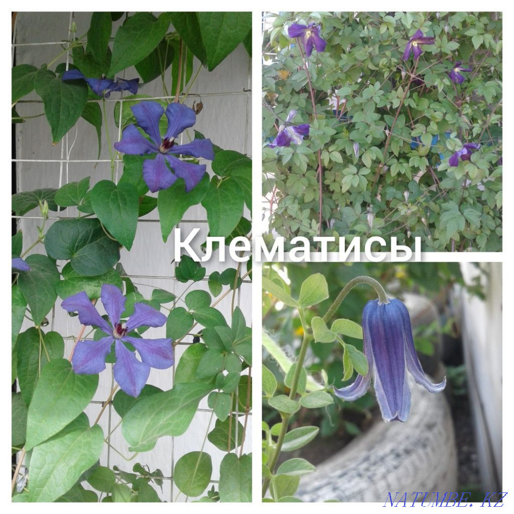 flower sale Almaty - photo 8